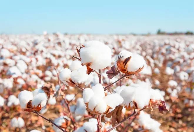 Benefits of Natural Cotton Farming Known as White Gold