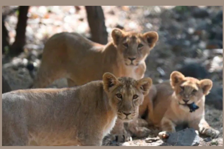 Why Are the People of Gir Opposing the Forest Department’s Steps While Living with Lions?