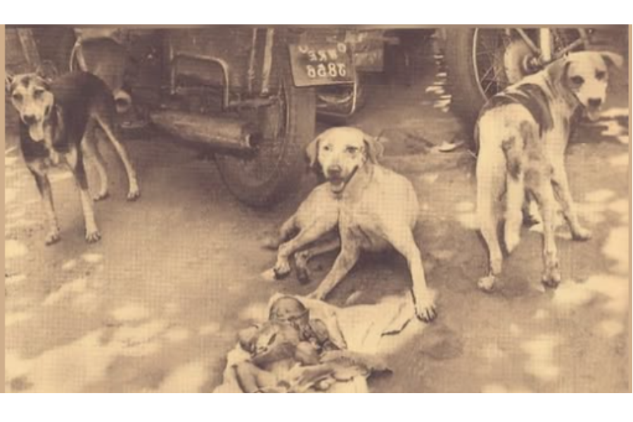 Dog Protects Abandoned Newborn from Rats, Pigs, and Crows in Himachal; Later Misunderstood by Locals