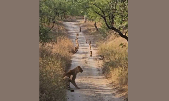 Gir Forest: 11 Lions Spotted Together